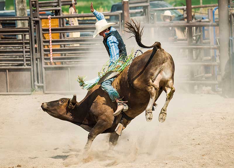 rodeo cowboy on bull